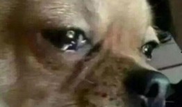 狗狗吃瓜表情视频下载免费,狗狗吃瓜表情视频萌动全网